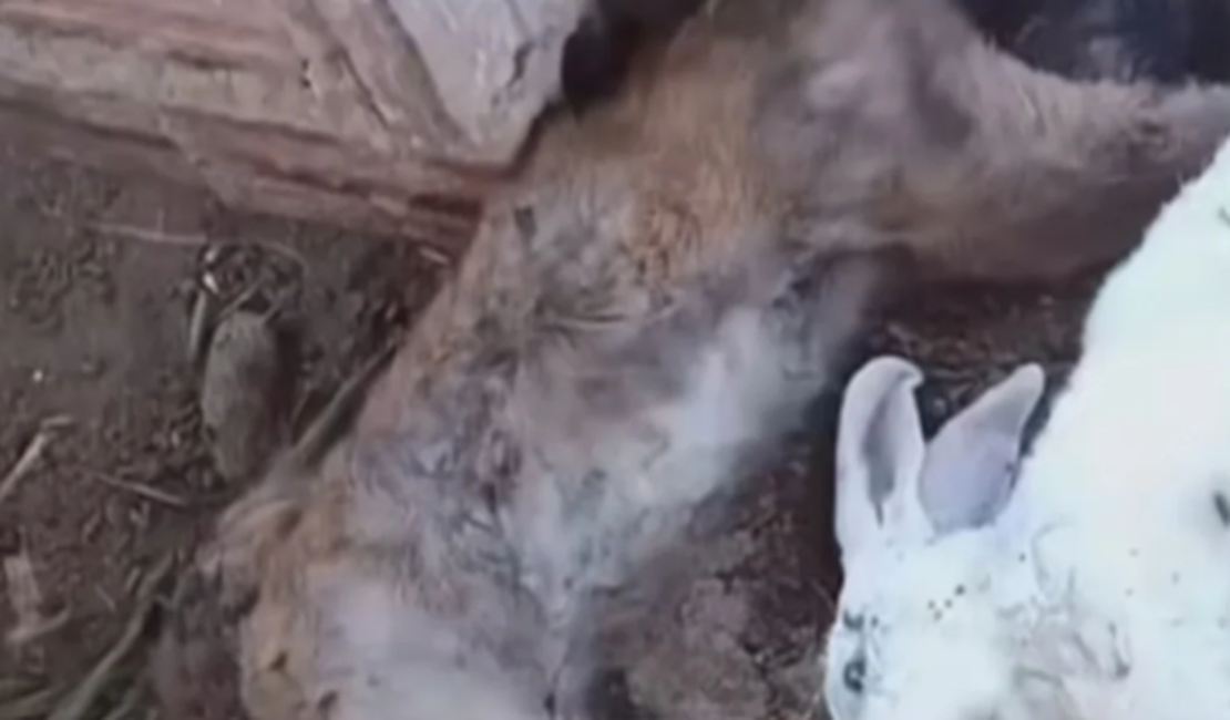 Criadores de coelhos se intrigam após animais aparecerem mortos e sem sangue no interior de Alagoas