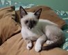 Gata de apoio emocional para idoso com depressão desaparece em Arapiraca