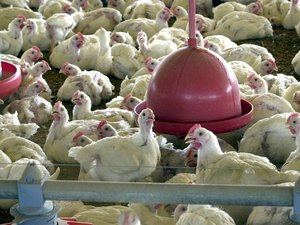 Brasil deve se declarar livre da gripe aviária nesta quarta