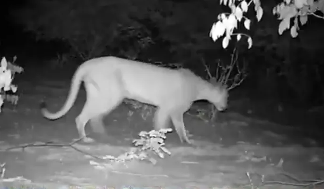 Onça-parda é flagrada no Sertão de Alagoas após mais de duas décadas sem registros