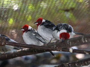 IMA convoca criadores amadores de aves nativas para regularização de pendências