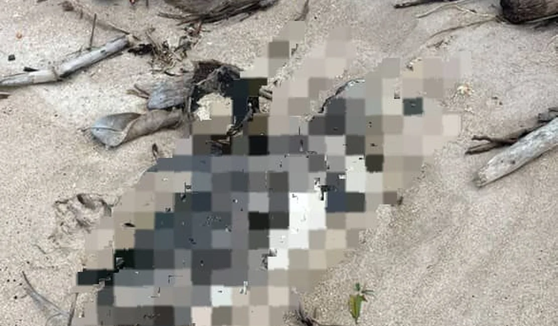 Mais um pinguim encalha morto no litoral de Alagoas