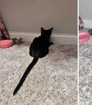 Gato resgatado viraliza com rabo gigante e surpreende as redes sociais