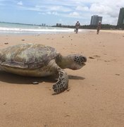 Tartaruga marinha é encontrada morta na praia de Guaxuma