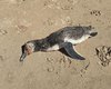 Pinguim encalha morto em praia de Maragogi