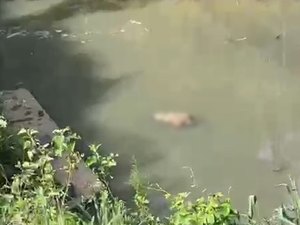 Corpo de homem é encontrado boiando em córrego no Vale do Reginaldo
