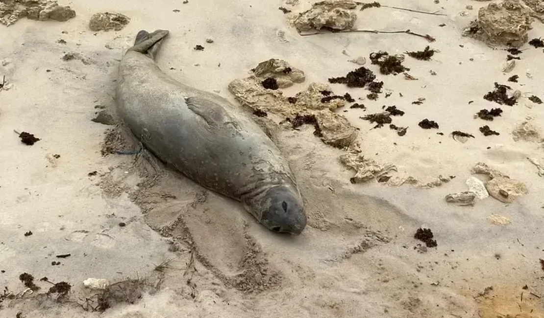 PF pede ajuda para identificar responsáveis pela morte de elefante-marinho em Alagoas