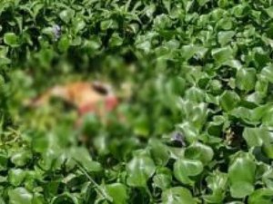 Corpo decaptado é encontrado em matagal de São Miguel dos Campos