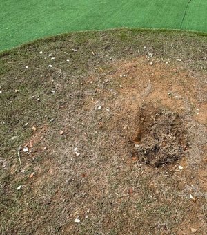 Muda de Ipê recém plantada é furtada no novo Mirante da Santa Amélia, em Maceió