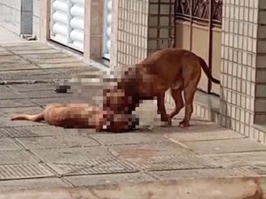 Cão de rua é morto após ataque de pitbulls no bairro da Ponta Grossa, em Maceió