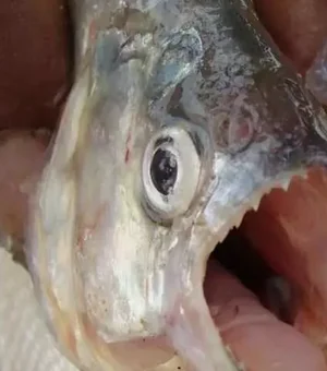 Duas pessoas sofrem ataque peixe carnívoro nas águas do São Francisco, em Pão de Açúcar