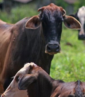 Prefeitura intensifica fiscalização contra venda clandestina de carnes