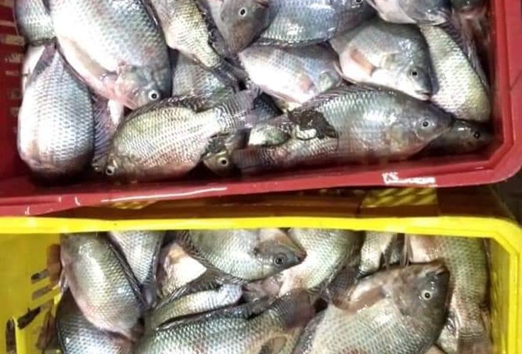 Reza a lenda que na Semana Santa peixe é doado com número e nome de candidato