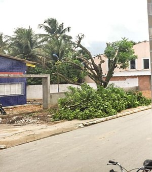 Demolição de árvores em escola causa polêmica no Passo de Camaragibe