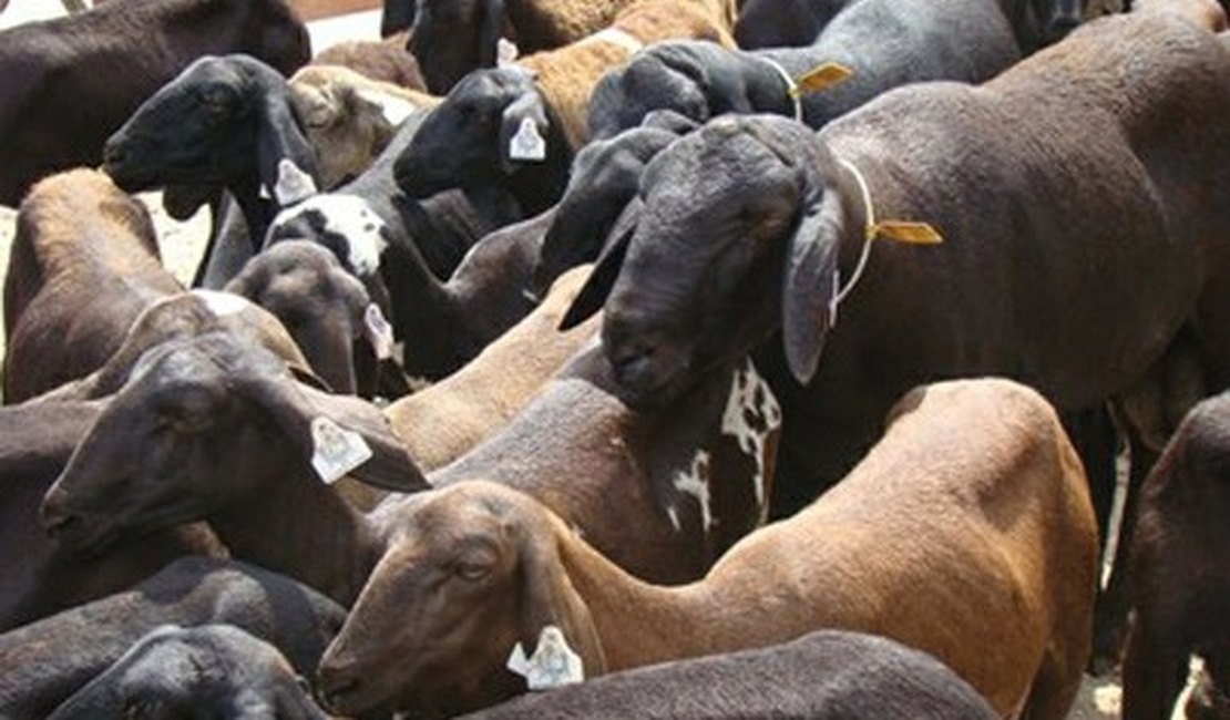 Produtor de ovinos aumenta rebanho em mais de 10 vezes