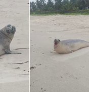 [Vídeo] Elefante-marinho de dois metros aparece em praia da Barra de Santo Antônio