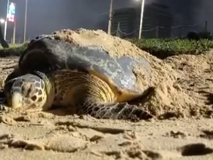 Tartaruga-de-pente é flagrada em desova na praia de Jacarecica, em Maceió