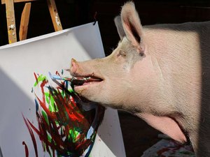 Porca pintora faz sucesso em santuário de animais da África