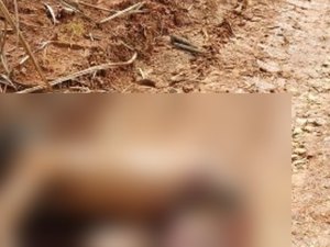 Corpo com marcas de tiros é encontrado em canavial no Norte de Alagoas
