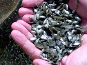 Secretaria de Agricultura distribui 248 mil alevinos de tilápia