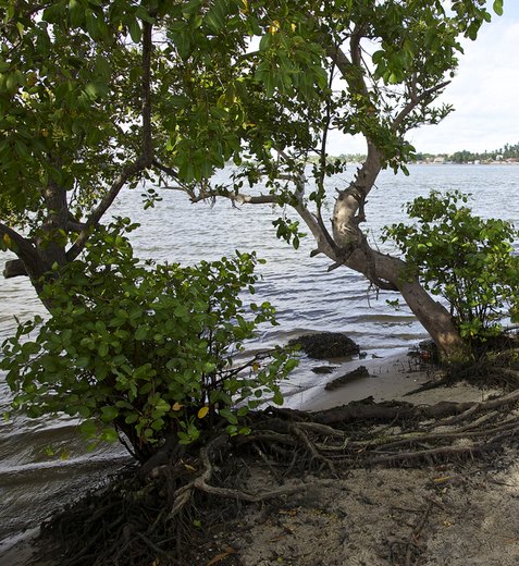 Corpo com marcas de violência é encontrado boiando na Lagoa Mundaú
