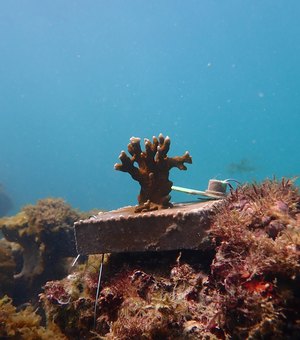 Projeto Corais de Alagoas inicia plantio nos recifes da Praia de Pajuçara