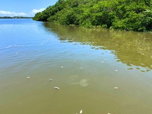 Peixes mortos: laudo da Ufal aponta agrotóxicos no rio Santo Antônio