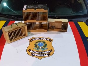 PRF encontra aves silvestres e prende homem por crime ambiental na BR 104