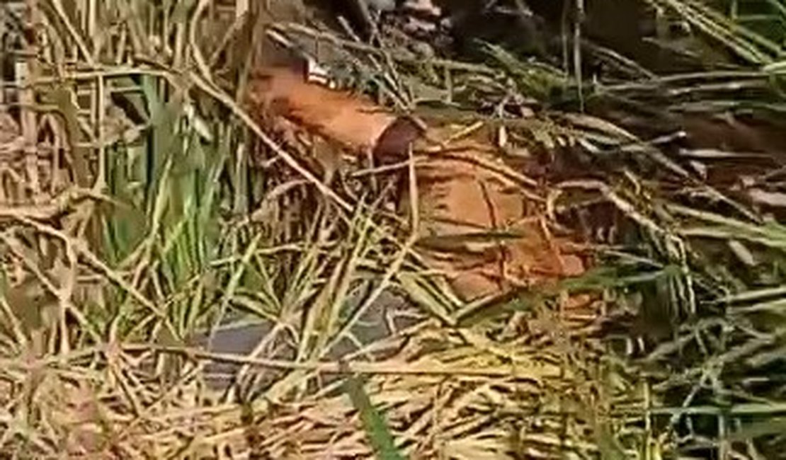 Cadáver com sinais de violência é encontrado às margens da rodovia BR-416 em Colônia Leopoldina