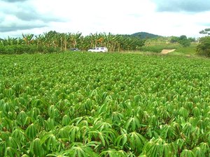 Motos são encontradas em plantação de macaxeira