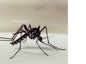 Governo confirma sete mortes por febre amarela