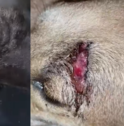 Polícia investiga maus-tratos contra cães comunitários em São Miguel dos Campos
