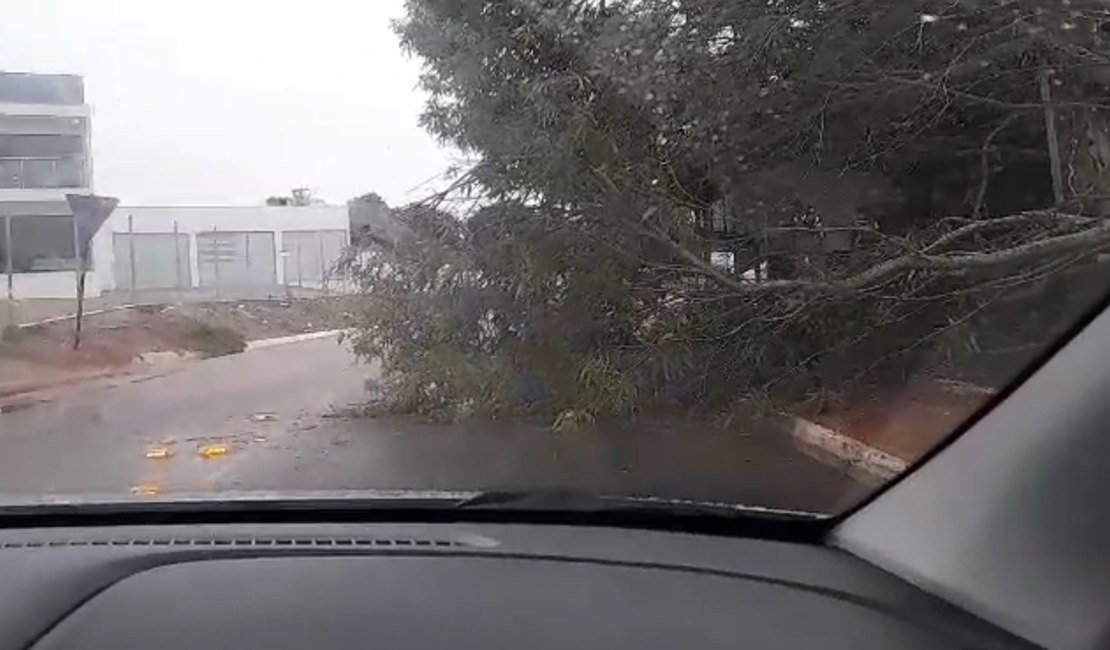 Árvore cai após chuvas e ventania e exige atenção de motoristas em Craíbas