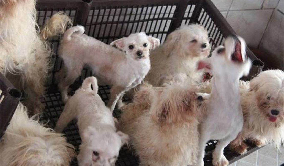 Câmara aprova aumento de pena para maus-tratos contra animais