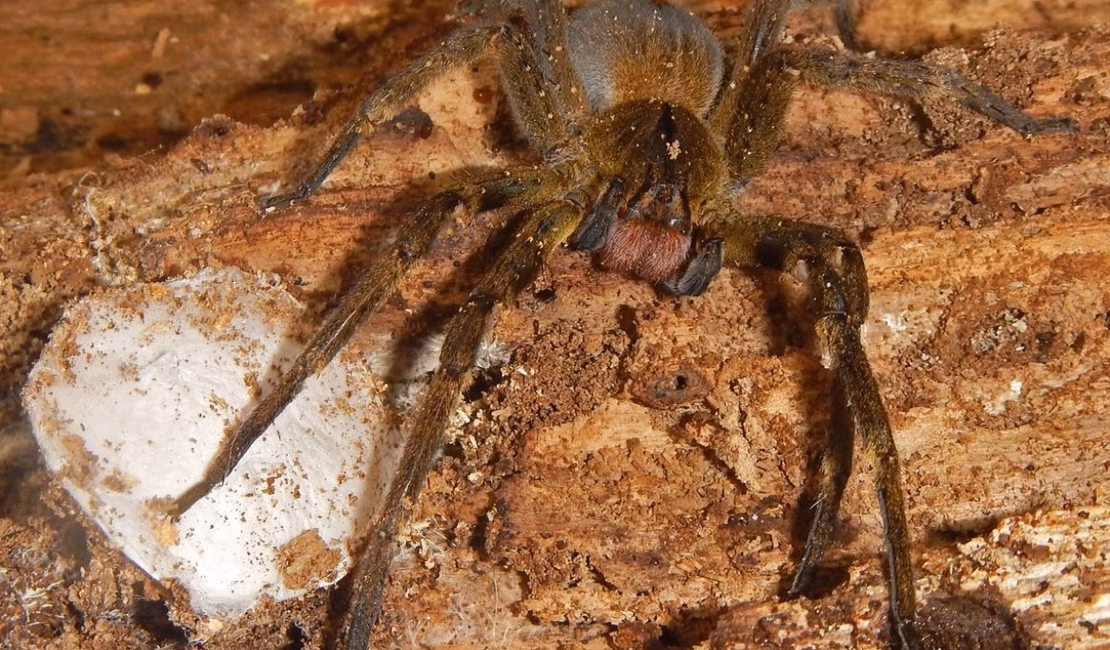 Chapada dos Veadeiros: aranha pode causar ereção que dura até 4 horas