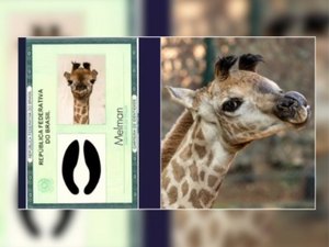 Girafa recém-nascida no Zoo de SP já tem nome e RG: 'Melman' recebeu mais de 43% dos votos