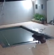 Capivara invade casa e dá mergulho em piscina antes de ser capturada, no Paraná