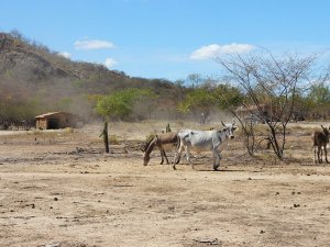 Seca deixa 3 municípios de AL em estado de emergência por 180 dias