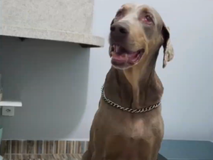 Devido a decisão judicial, tutor de cão eutanasiado recolhe corpo do animal