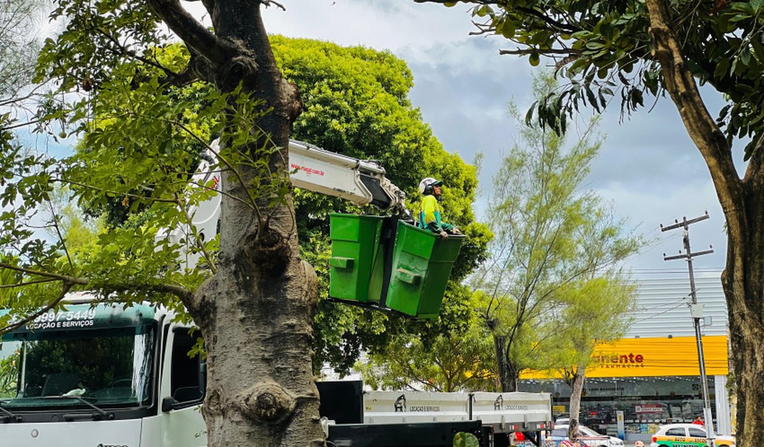 Prefeitura de Maceió intensifica poda de árvores durante período chuvoso