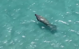 Peixe-boi aparece em praia de Ipioca e encanta banhistas