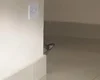 Gata travessa se esconde e viraliza com olhar bastante misterioso