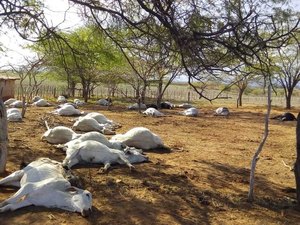Adab confirma intoxicação alimentar como a causa da morte de 125 bois e vacas em fazenda 