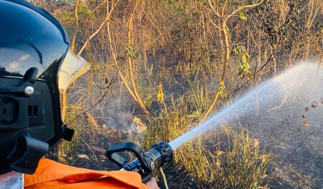 Incêndio prejudica tráfego na rodovia AL 485 em Arapiraca