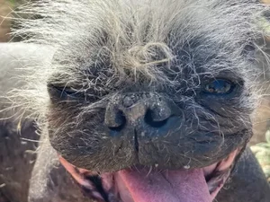 Mr. Happy Face é eleito o cão mais feio do mundo na Califórnia (EUA)