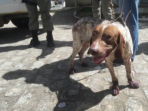 Proprietário de lava-jato em Arapiraca maltrata animais em plena luz do dia