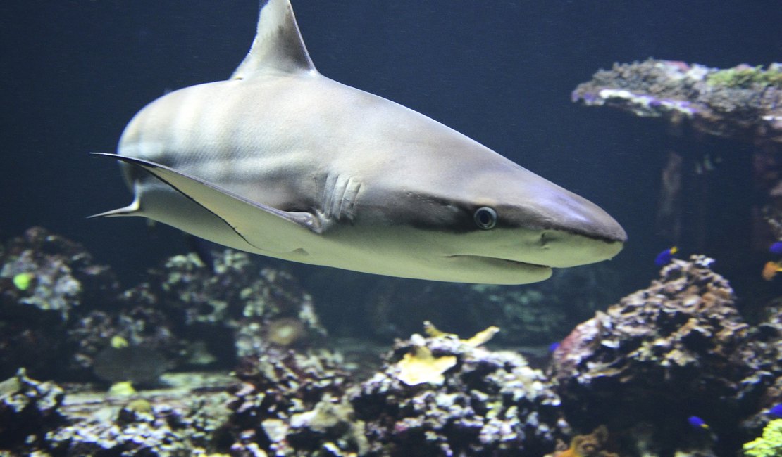 Estado se torna santuário ecológico para tubarões em extinção