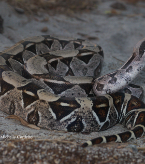 IMA alerta: como agir em caso de picadas de serpentes e o que fazer ao encontrar esses animais
