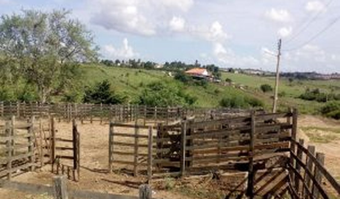 Em Arapiraca: Vacinação contra febre aftosa fecha feira do gado na próxima segunda-feira
