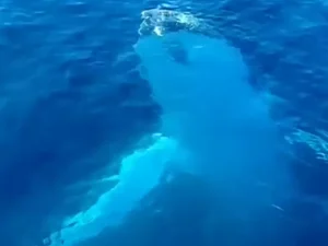 Baleia é filmada dando 'oi' para navegantes e girando debaixo da água